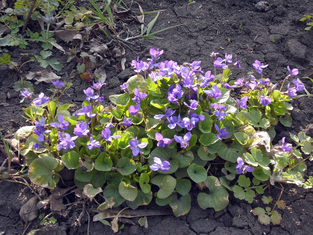 Фиалка душистая (Viola odorata) — ароматная лесная красавица
