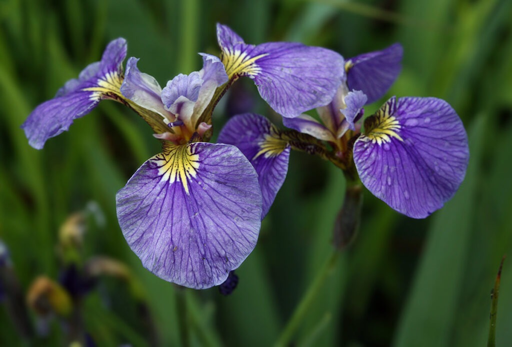 Ирис бородатый (Iris × hybrida) — элегантный и благородный