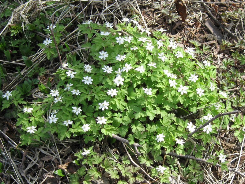 Ветреница (анемона, Anemone ranunculoides) — «дочь ветров»