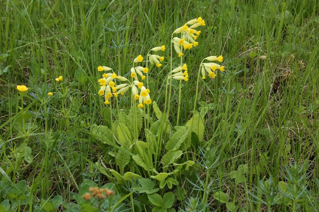 Первоцвет весенний (примула, Primula veris)— золотой ключик мая