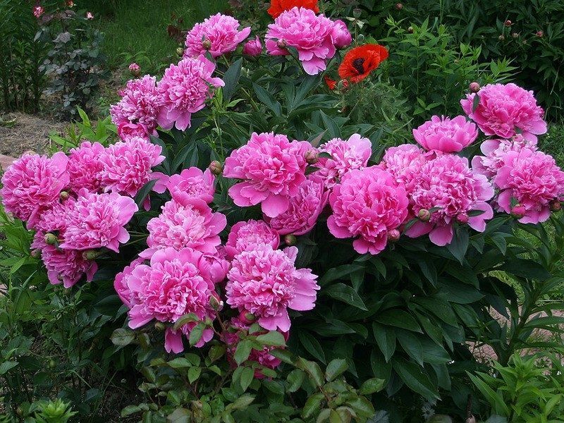 Пион (Paeonia) — король весеннего сада