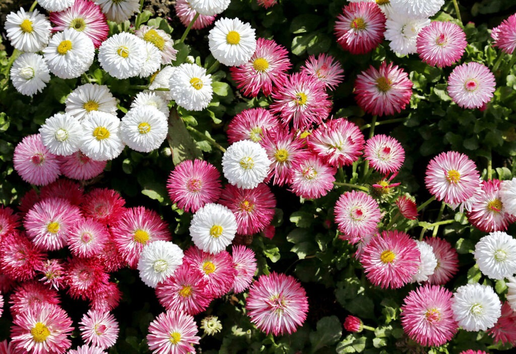 Маргаритка многолетняя (Bellis perennis) — улыбка на клумбе