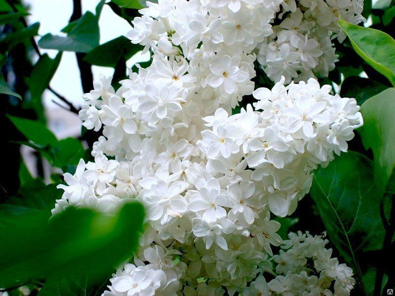 Сирень: королева весеннего сада