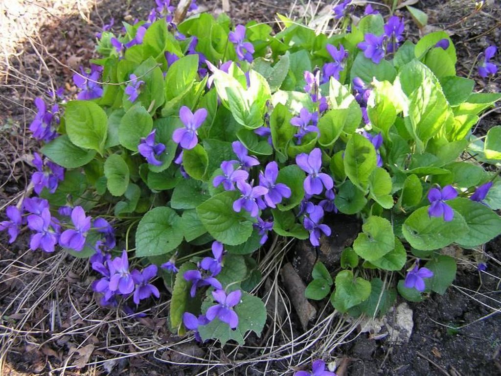 Фиалка душистая (Viola odorata)