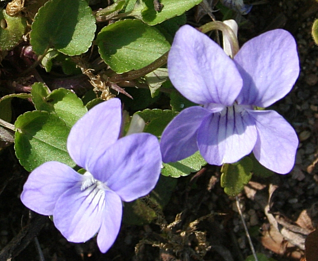 Фиалка душистая (Viola odorata)