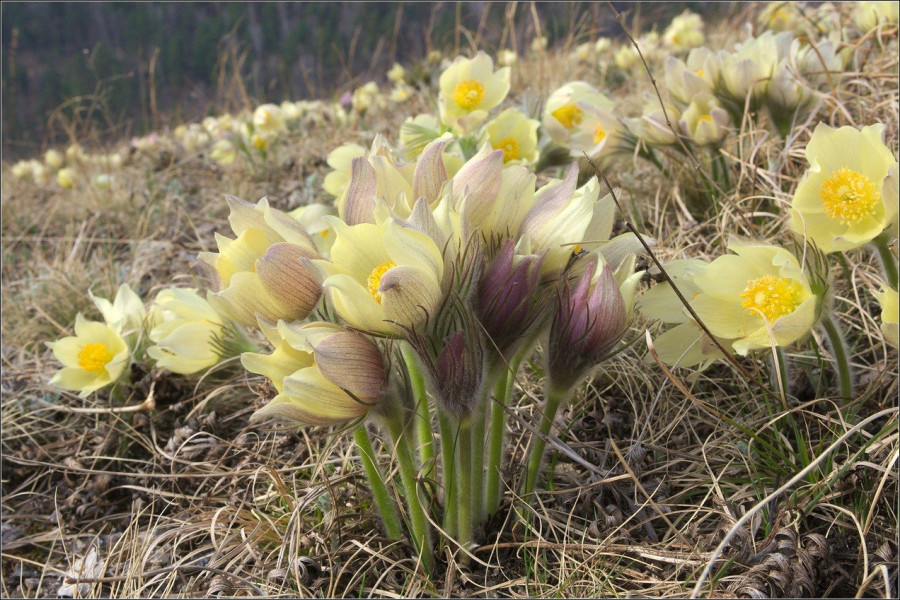 Сон-трава (прострел раскрытый, Pulsatilla patens) — дрема весны