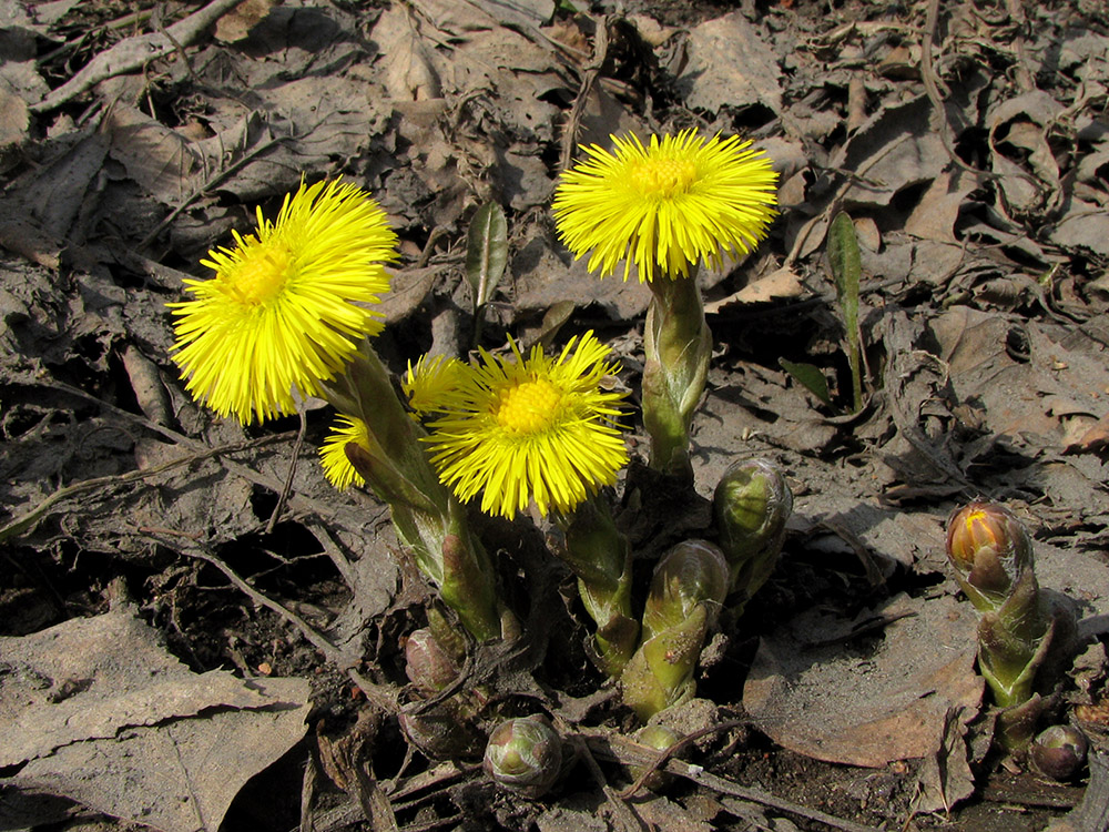 Мать-и-мачеха (Tussilago farfara)— тёплая и холодная