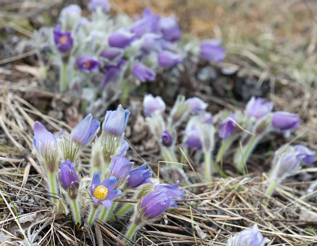 Сон-трава (прострел раскрытый, Pulsatilla patens) — дрема весны