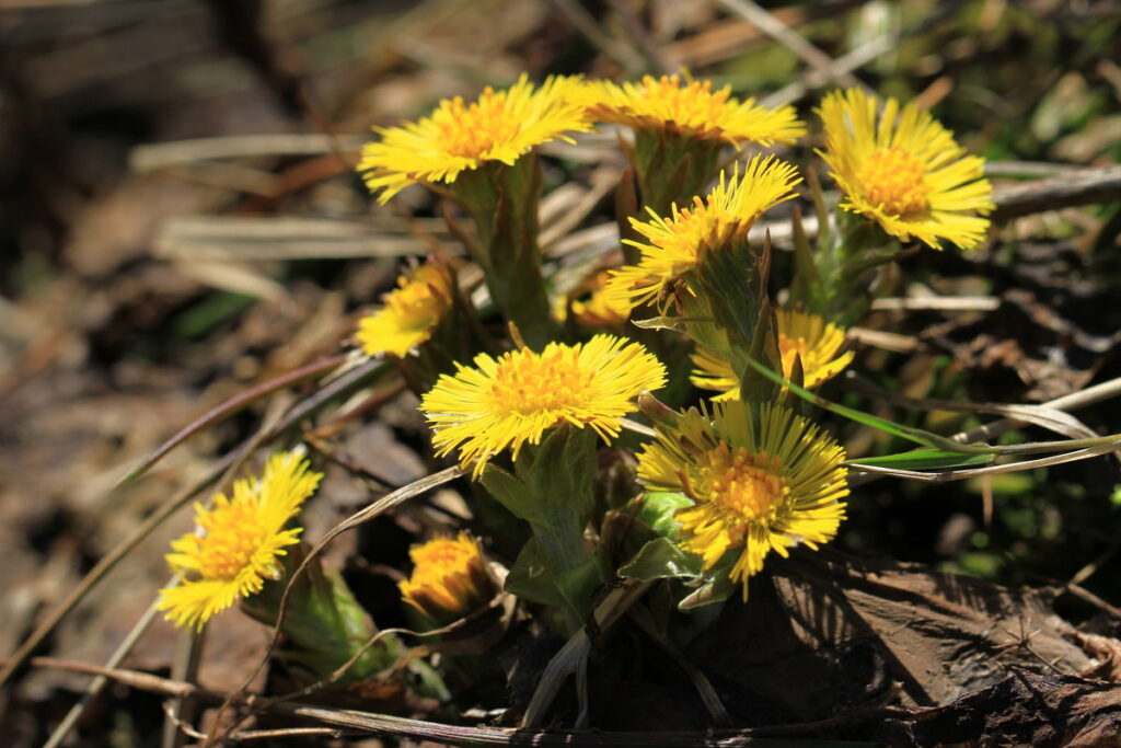 Мать-и-мачеха (Tussilago farfara)— тёплая и холодная