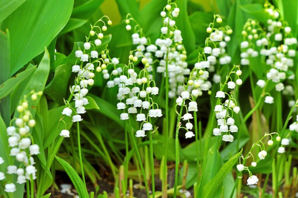 Ландыш майский (Convallaria majalis)