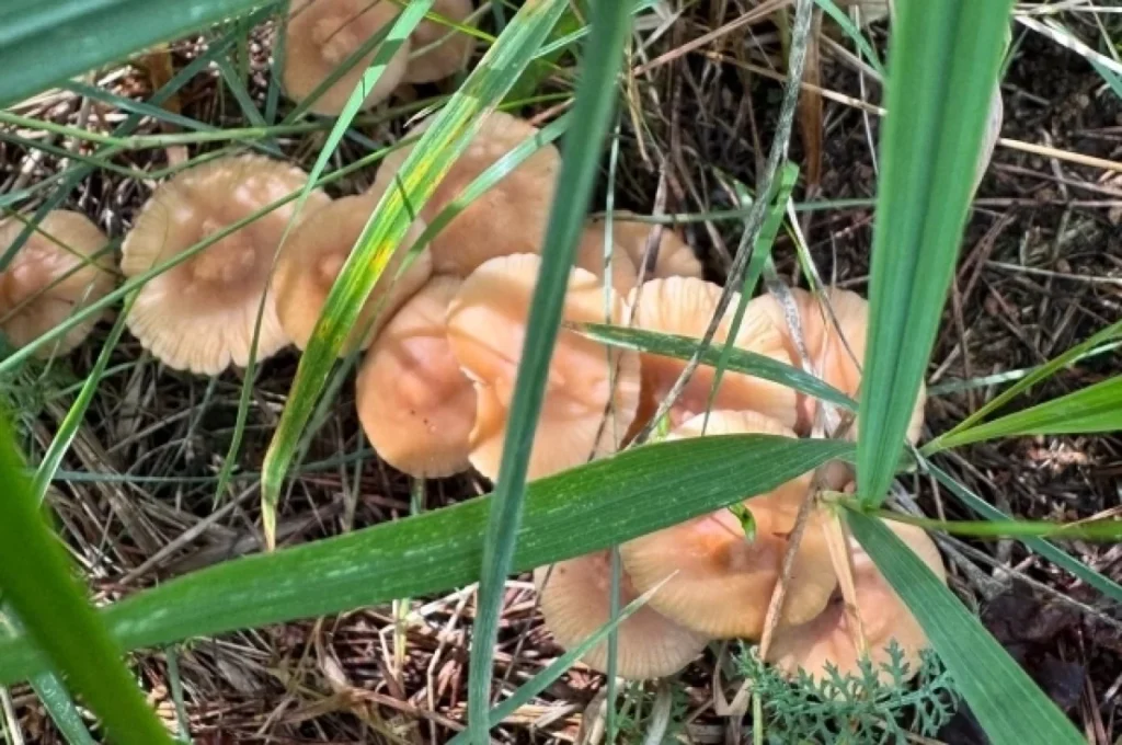 Луговой опёнок (Marasmius oreades): первый гриб лета, который нельзя игнорировать