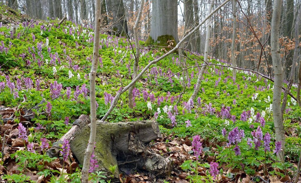 Хохлатка (Corydalis)
