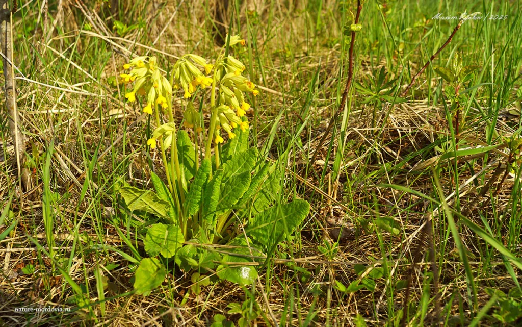 Первоцвет весенний (примула, Primula veris)— золотой ключик мая