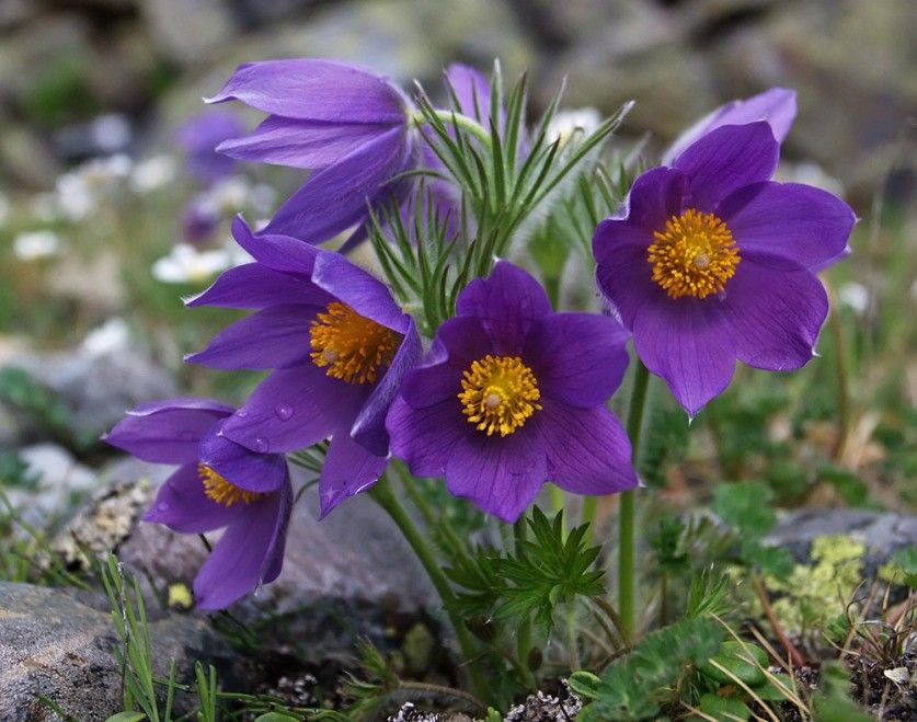 Сон-трава (прострел раскрытый, Pulsatilla patens) — дрема весны
