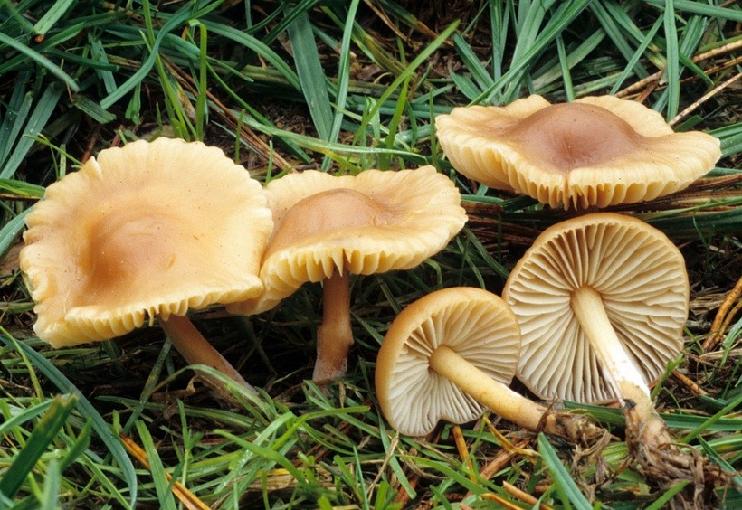 Луговой опёнок (Marasmius oreades): первый гриб лета, который нельзя игнорировать