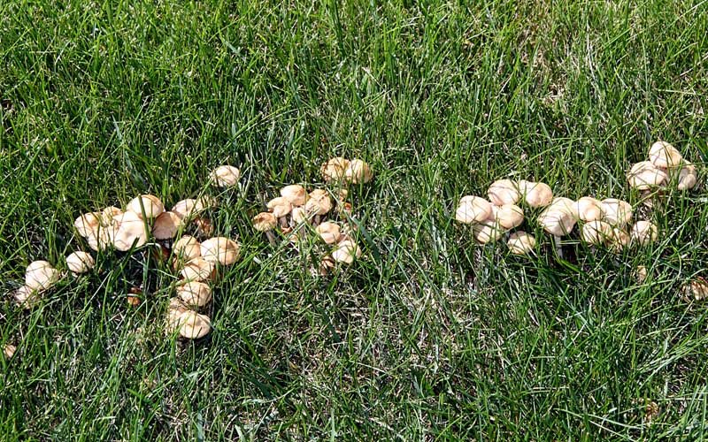 Луговой опёнок (Marasmius oreades): первый гриб лета, который нельзя игнорировать