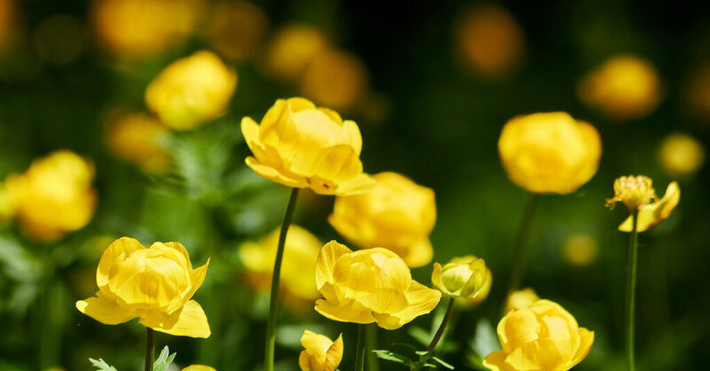 Купальница (жарки, Trollius europaeus)