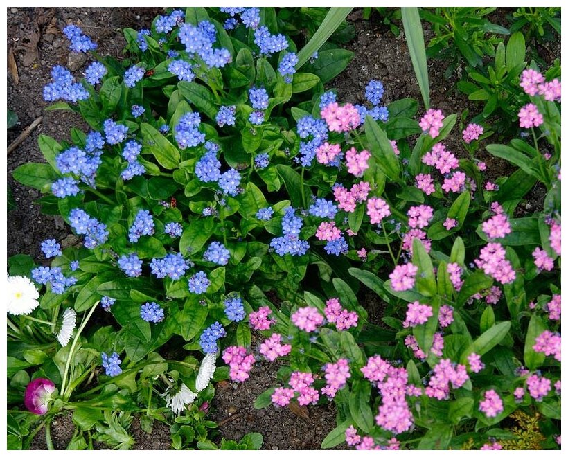 Незабудка (Myosotis) — скромное очарование сада