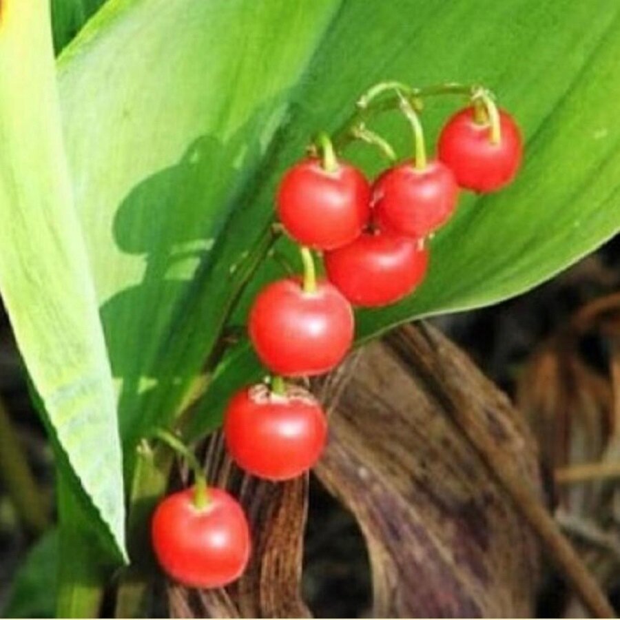 Ландыш майский (Convallaria majalis)