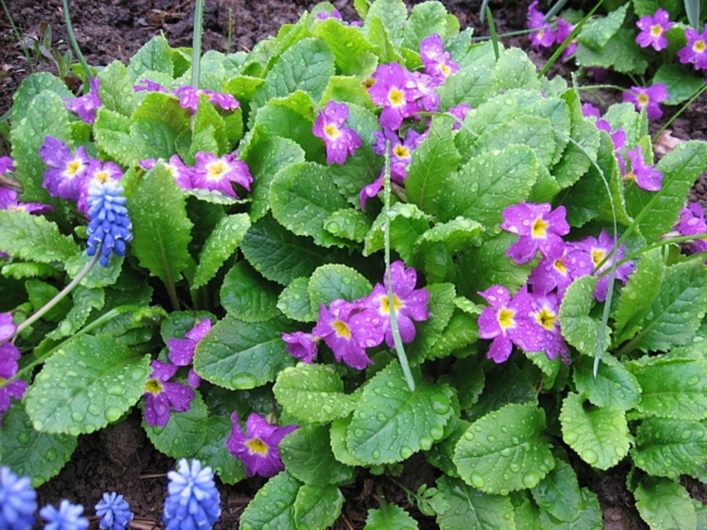 Примула (Primula) — весенняя феерия красок