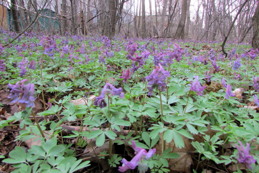Хохлатка (Corydalis)