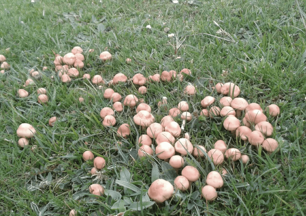 Луговой опёнок (Marasmius oreades): первый гриб лета, который нельзя игнорировать