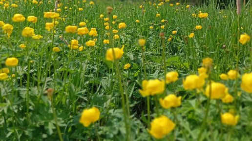 Купальница (жарки, Trollius europaeus)