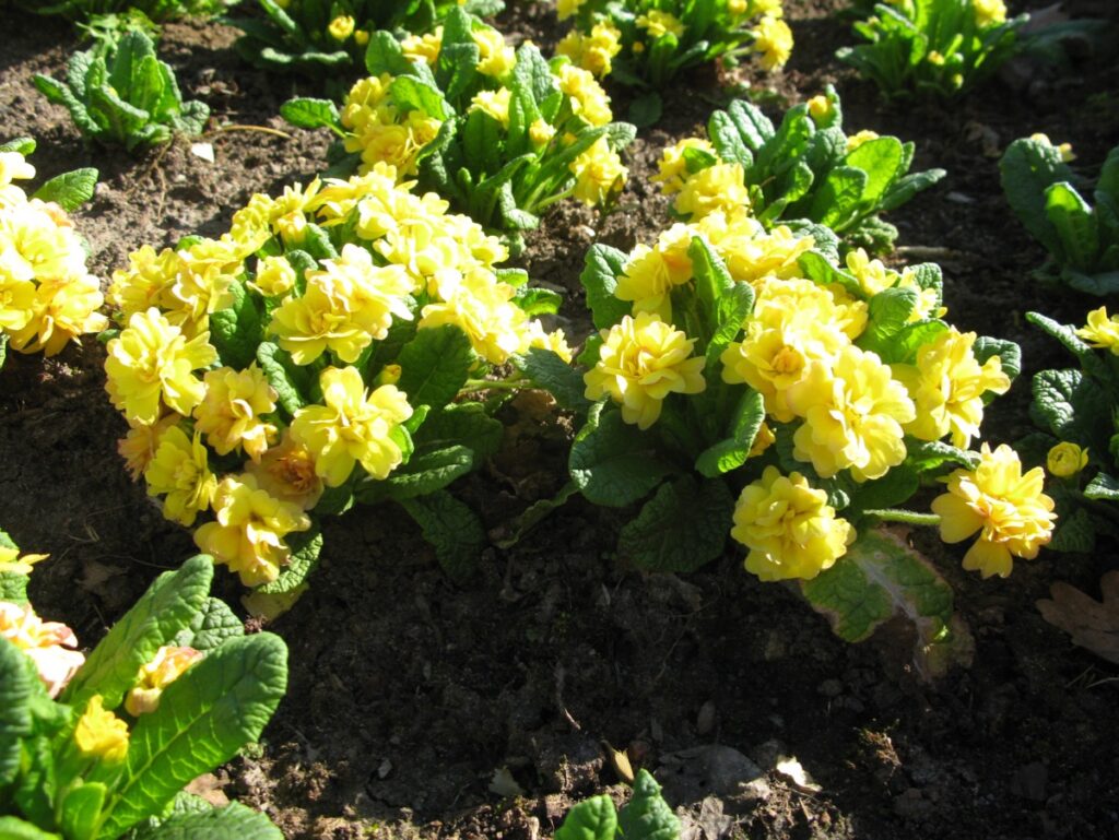 Примула (Primula) — весенняя феерия красок