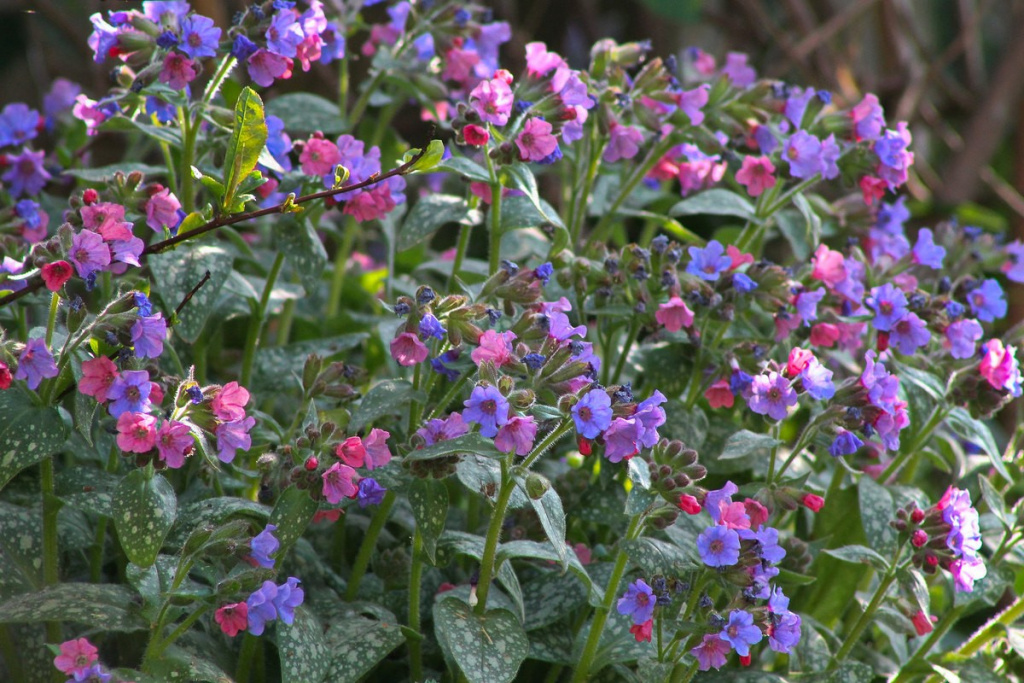 Медуница (Pulmonaria)
