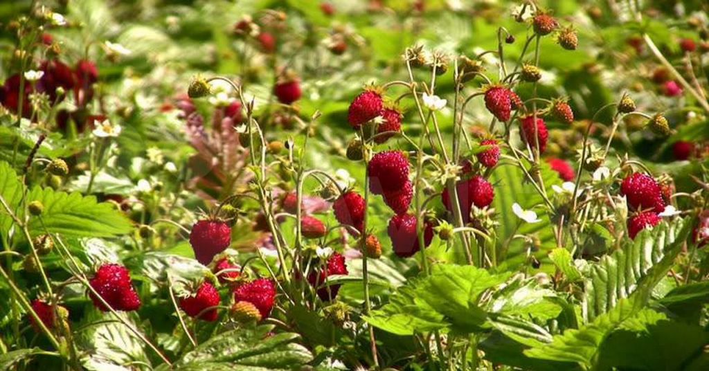 Земляника лесная: маленький ароматный клад леса