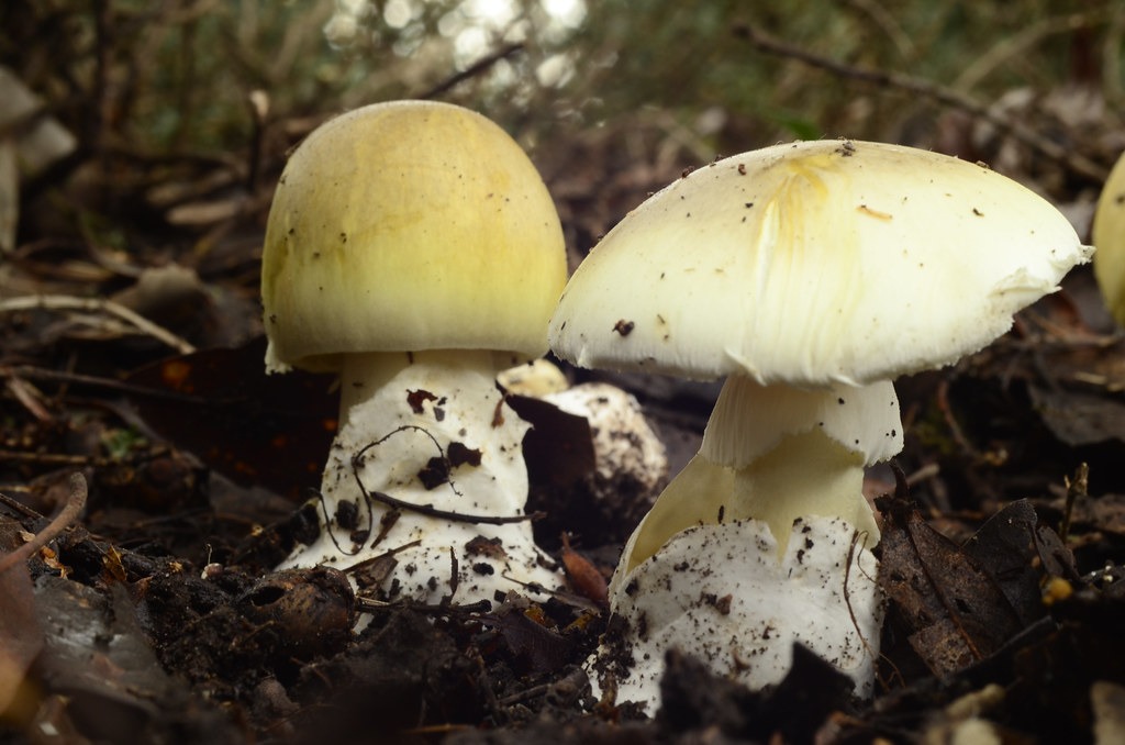 Бледная поганка (Amanita phalloides)