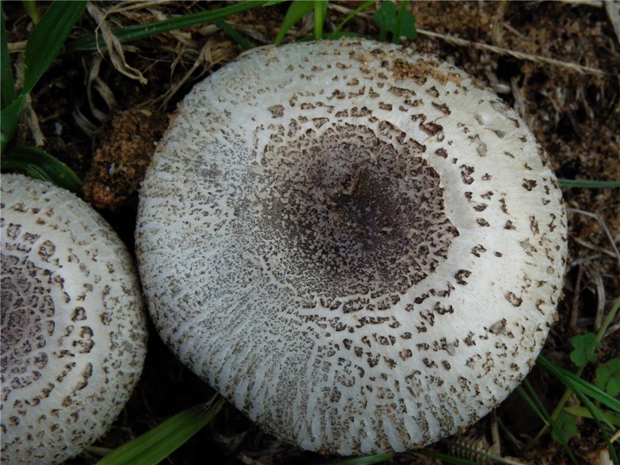 Шампиньон пёстрый (Меллера) (Agaricus moelleri)