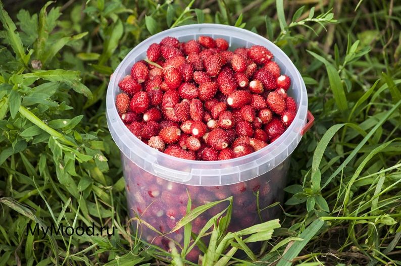 Земляника лесная: маленький ароматный клад леса