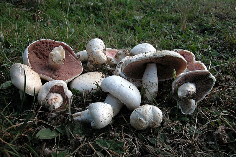 Шампиньон луговой (Agaricus campestris)