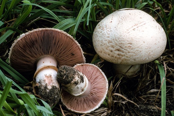 Шампиньон луговой (Agaricus campestris)