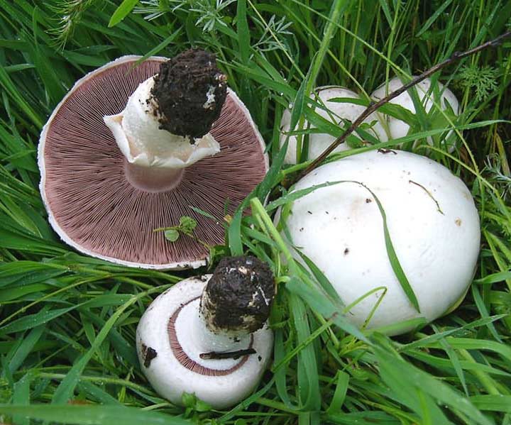 Шампиньон луговой (Agaricus campestris)