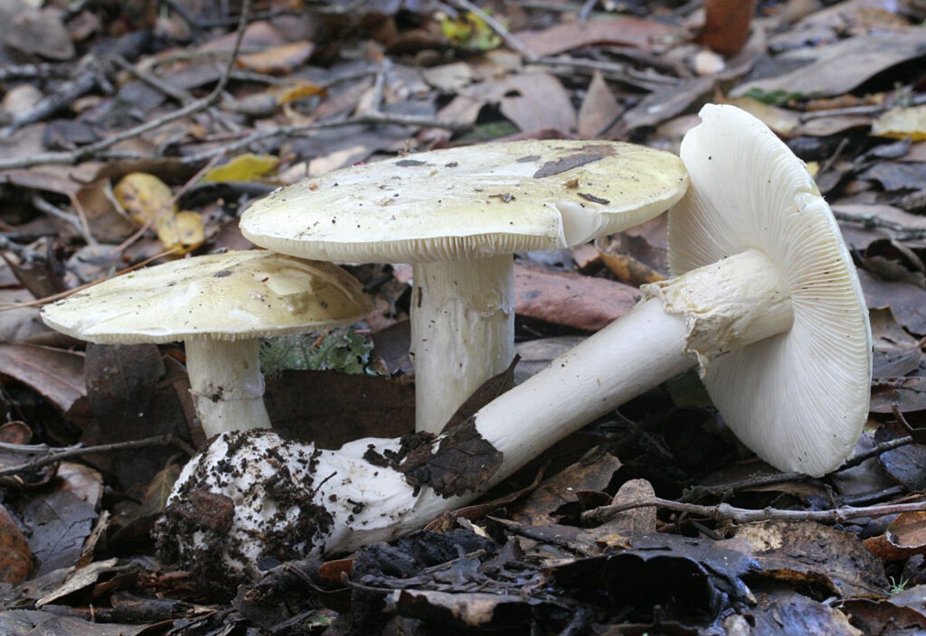 Бледная поганка (Amanita phalloides)