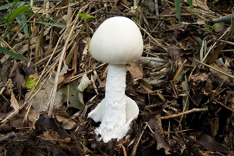 Бледная поганка (Amanita phalloides)
