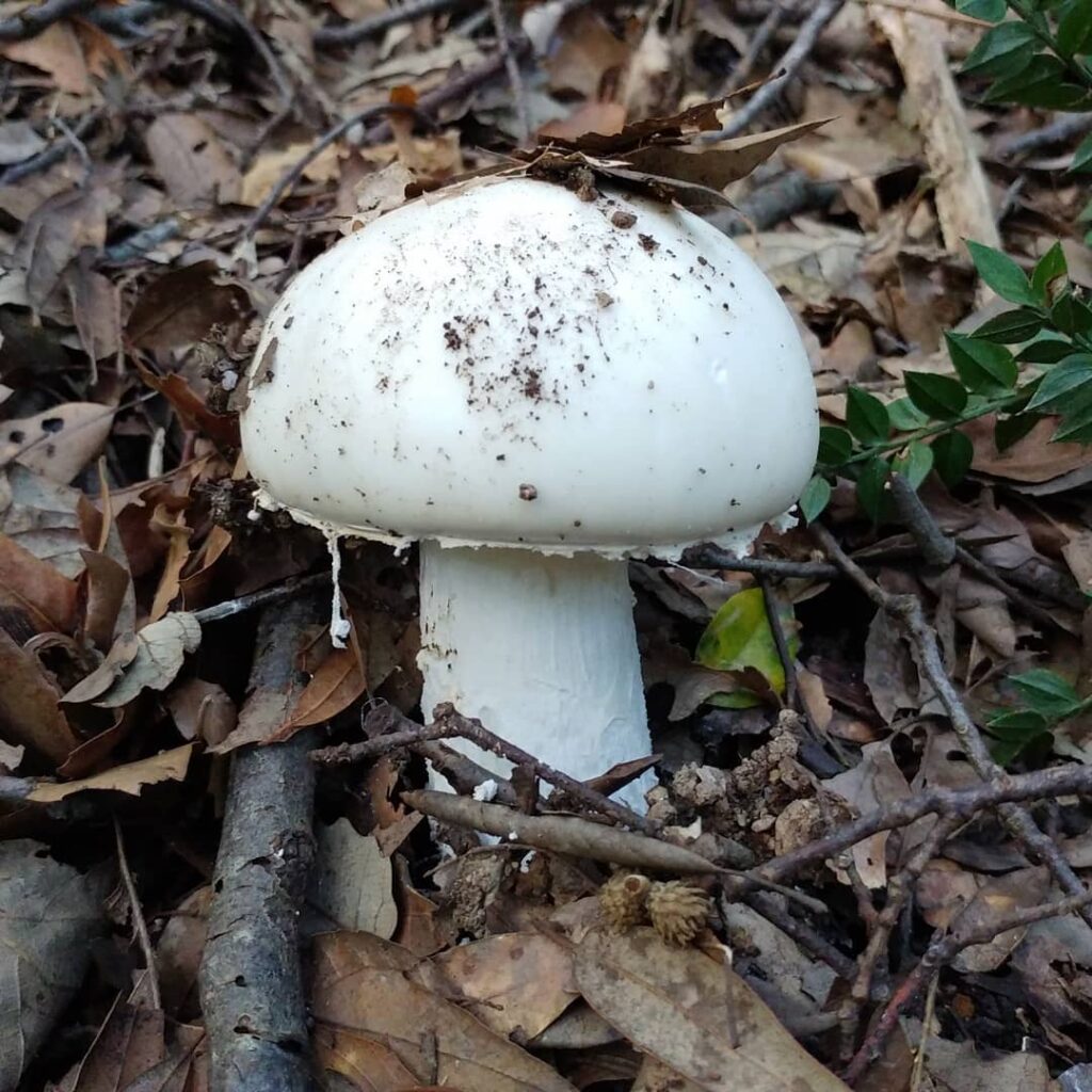 Белый мухомор / вонючий мухомор (Amanita virosa)