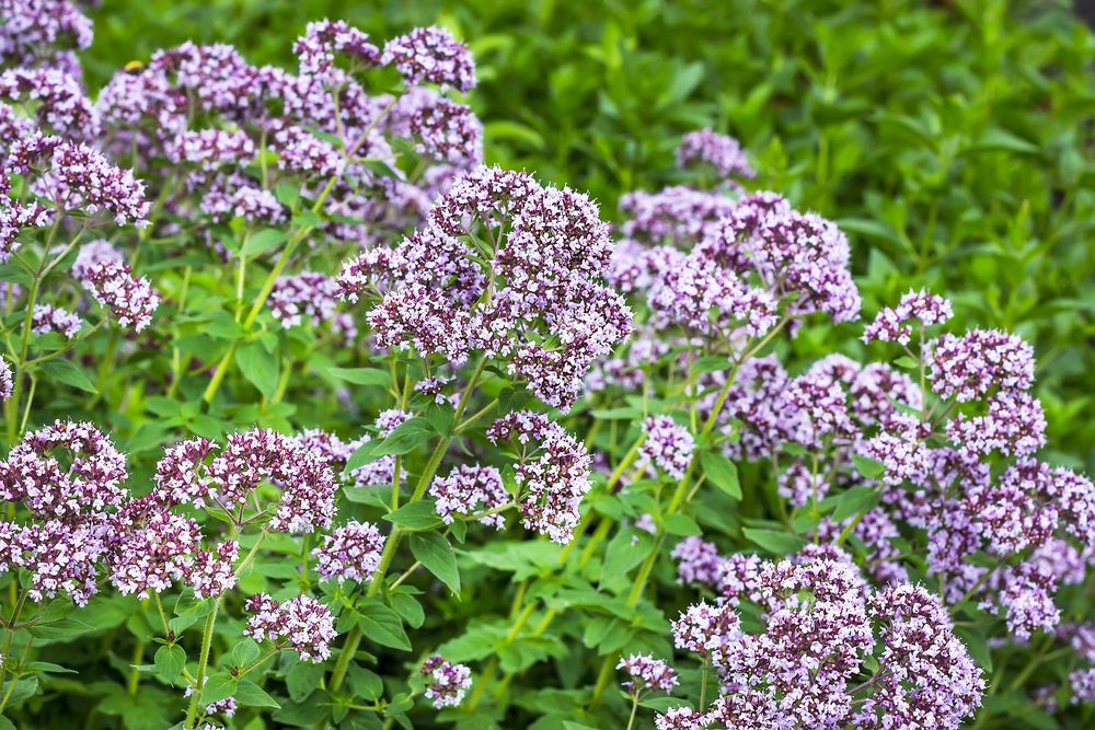 Душица (Origanum vulgare): пряная трава с женским характером
