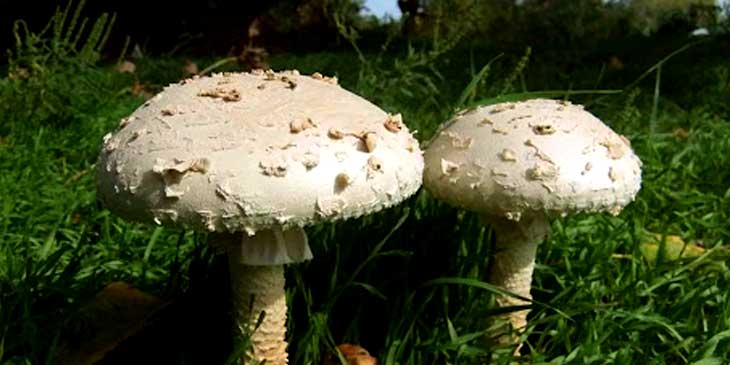 Белый мухомор / вонючий мухомор (Amanita virosa)