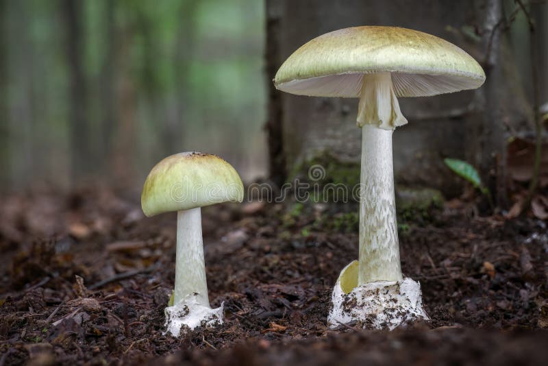Бледная поганка (Amanita phalloides)