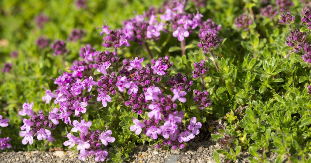 Чабрец (Thymus serpyllum)