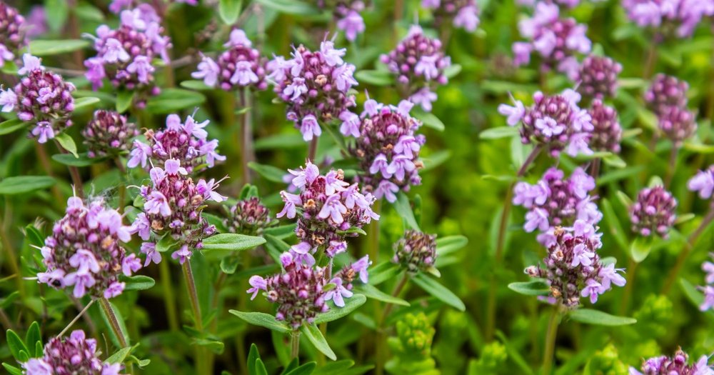 Чабрец (Thymus serpyllum)