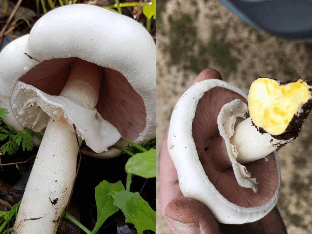 Шампиньон желтокожий (рыжеющий) (Agaricus xanthodermus)