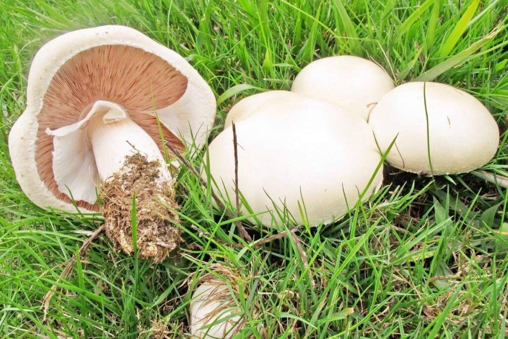 Шампиньон луговой (Agaricus campestris)