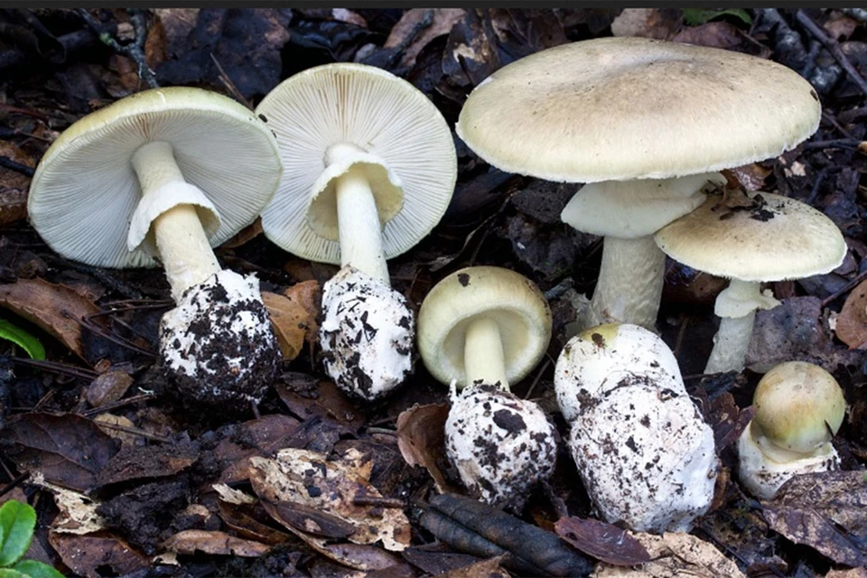 Бледная поганка (Amanita phalloides)