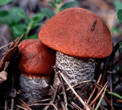 Подосиновик (Leccinum aurantiacum)