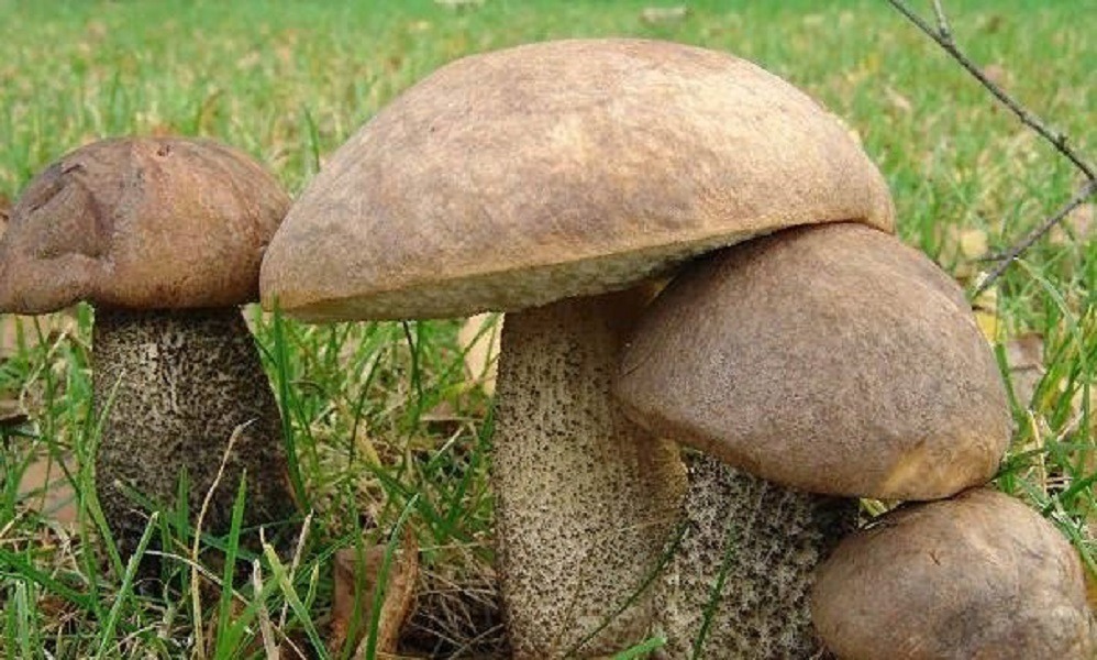 Подберёзовик (Leccinum scabrum)