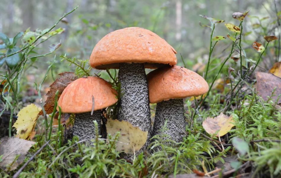 Подосиновик (Leccinum aurantiacum)
